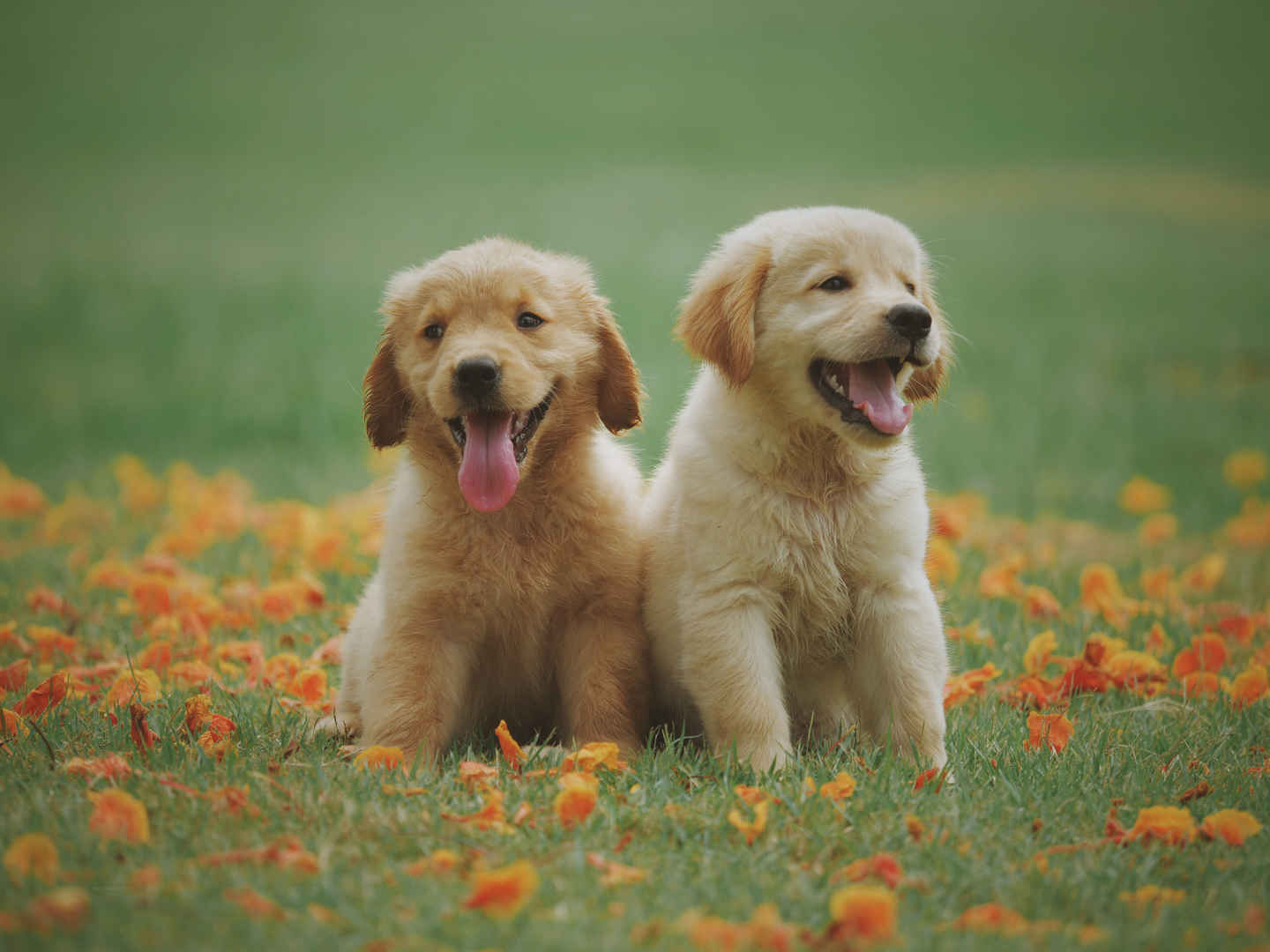 草地上的两只可爱小狗5k动物图片-