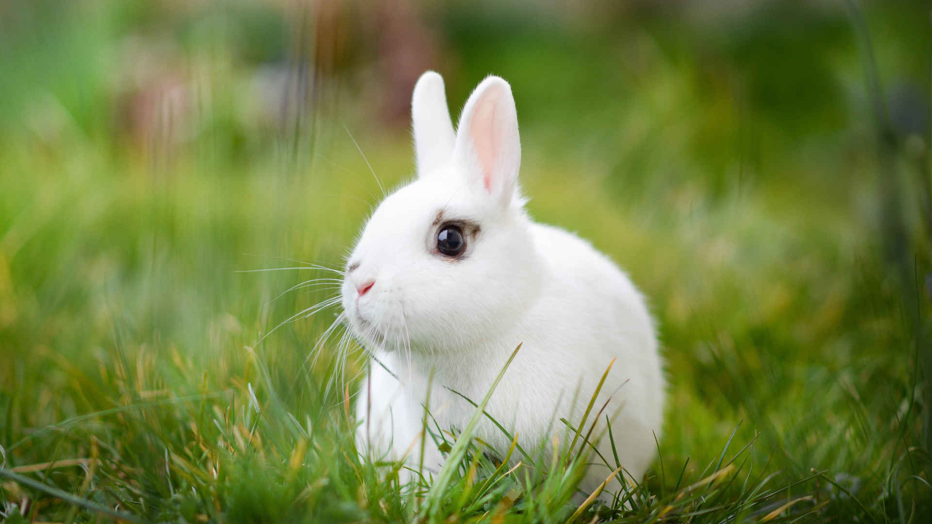 草地上可爱白兔图片