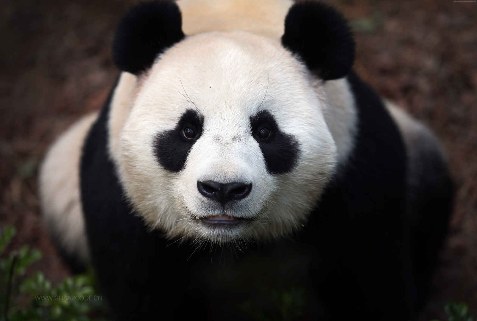 熊猫4k图片-