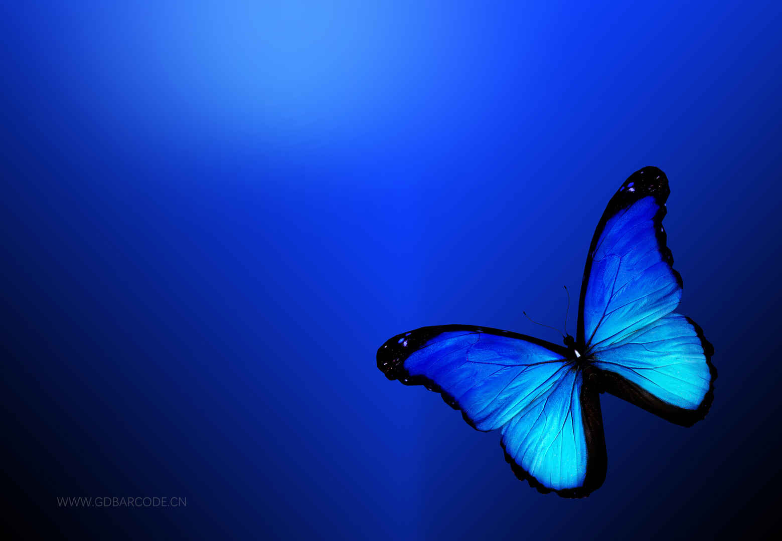 蓝色蝴蝶唯美4k壁纸-