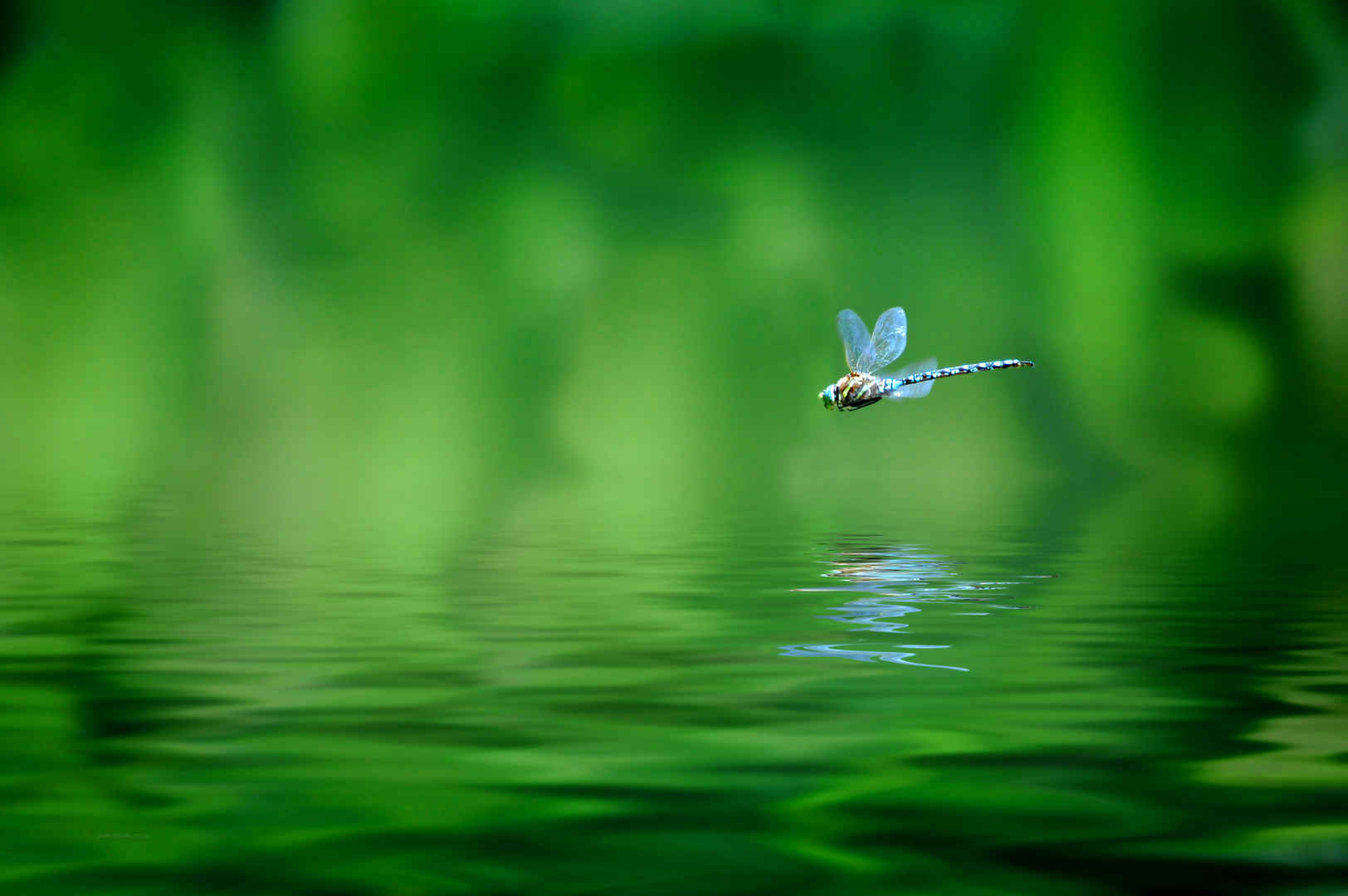 自然,蜻蜓,飞行,水,蜻蜓4K壁纸