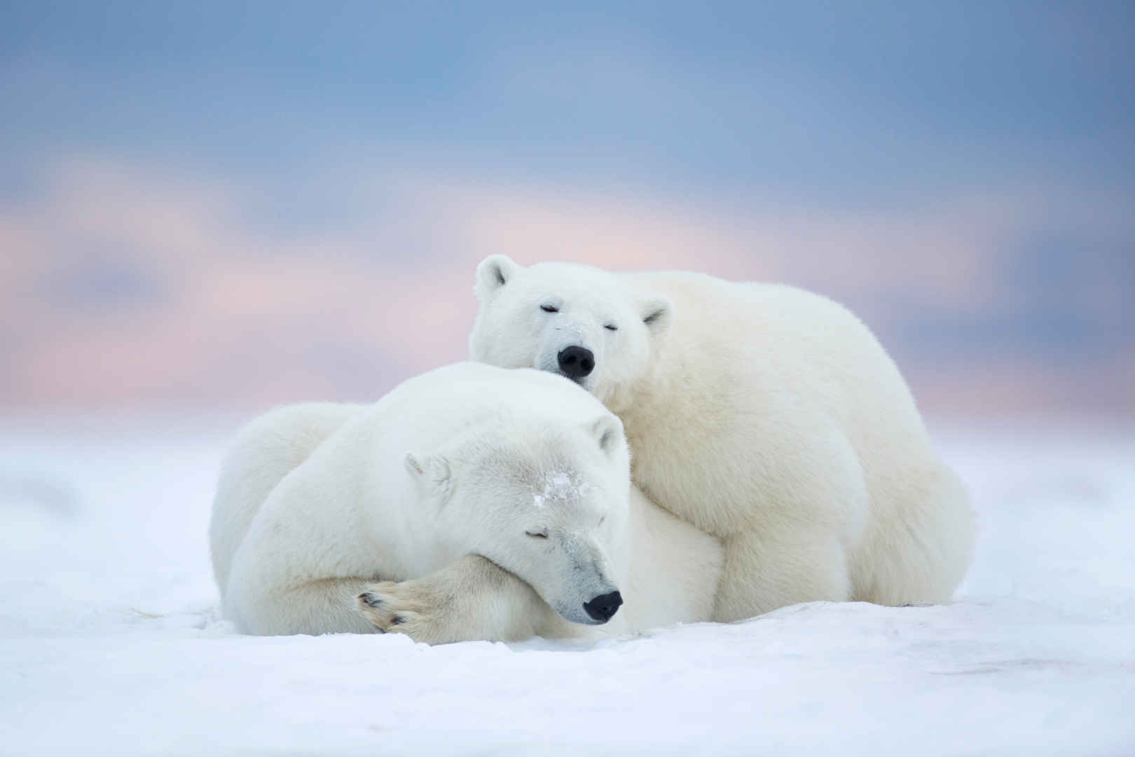 北极熊,雪,冬天,5k图片