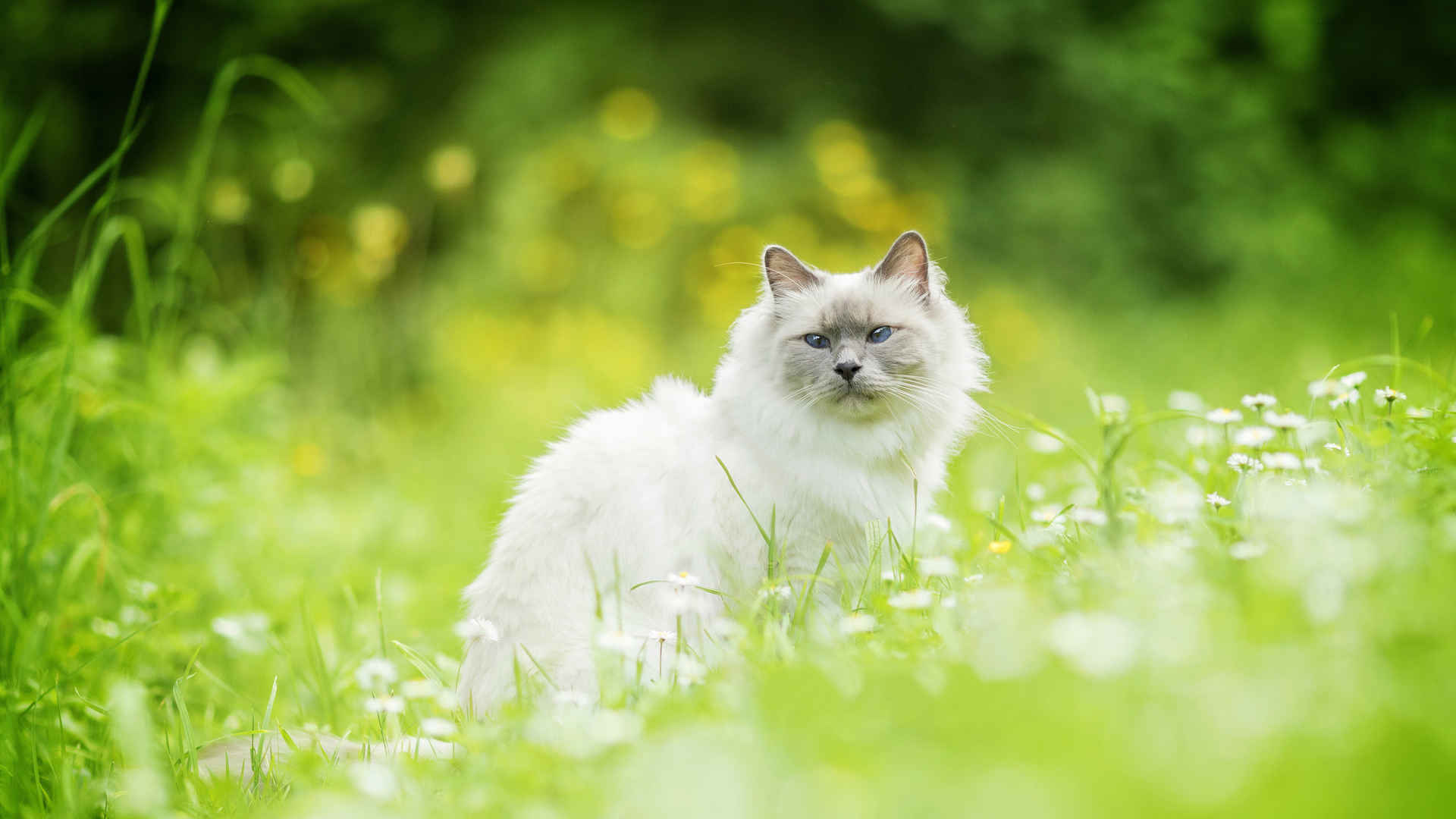 猫,草,散景,白猫4K壁纸