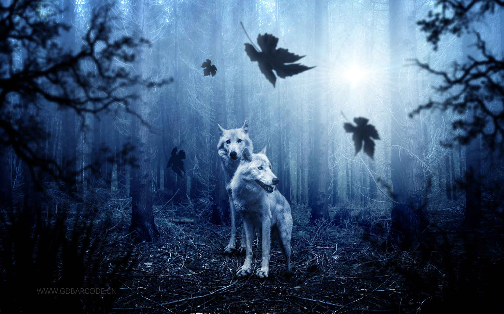 狼,森林,晚上,4k壁纸