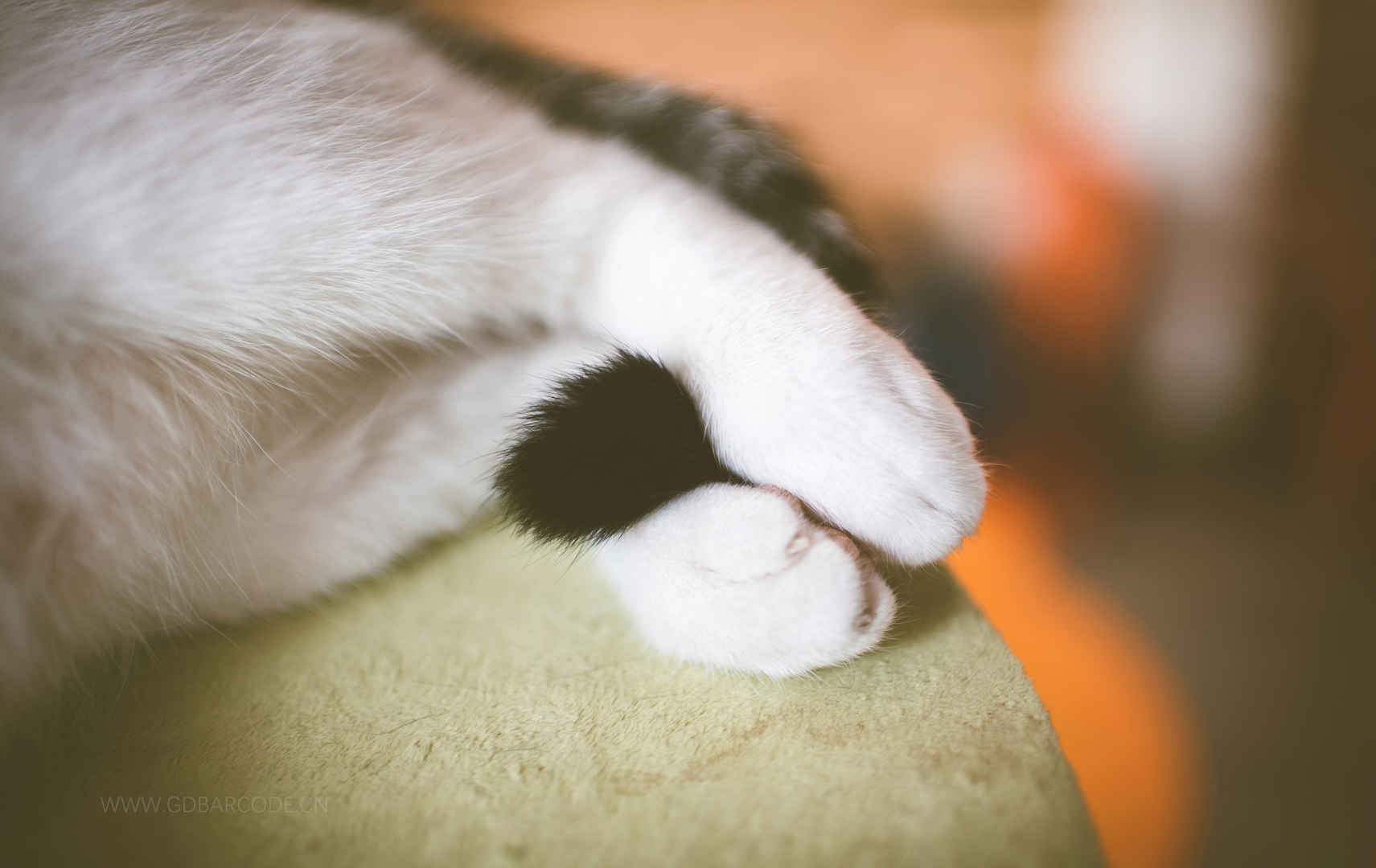 猫的尾巴 白色的爪子 猫咪4K壁纸-