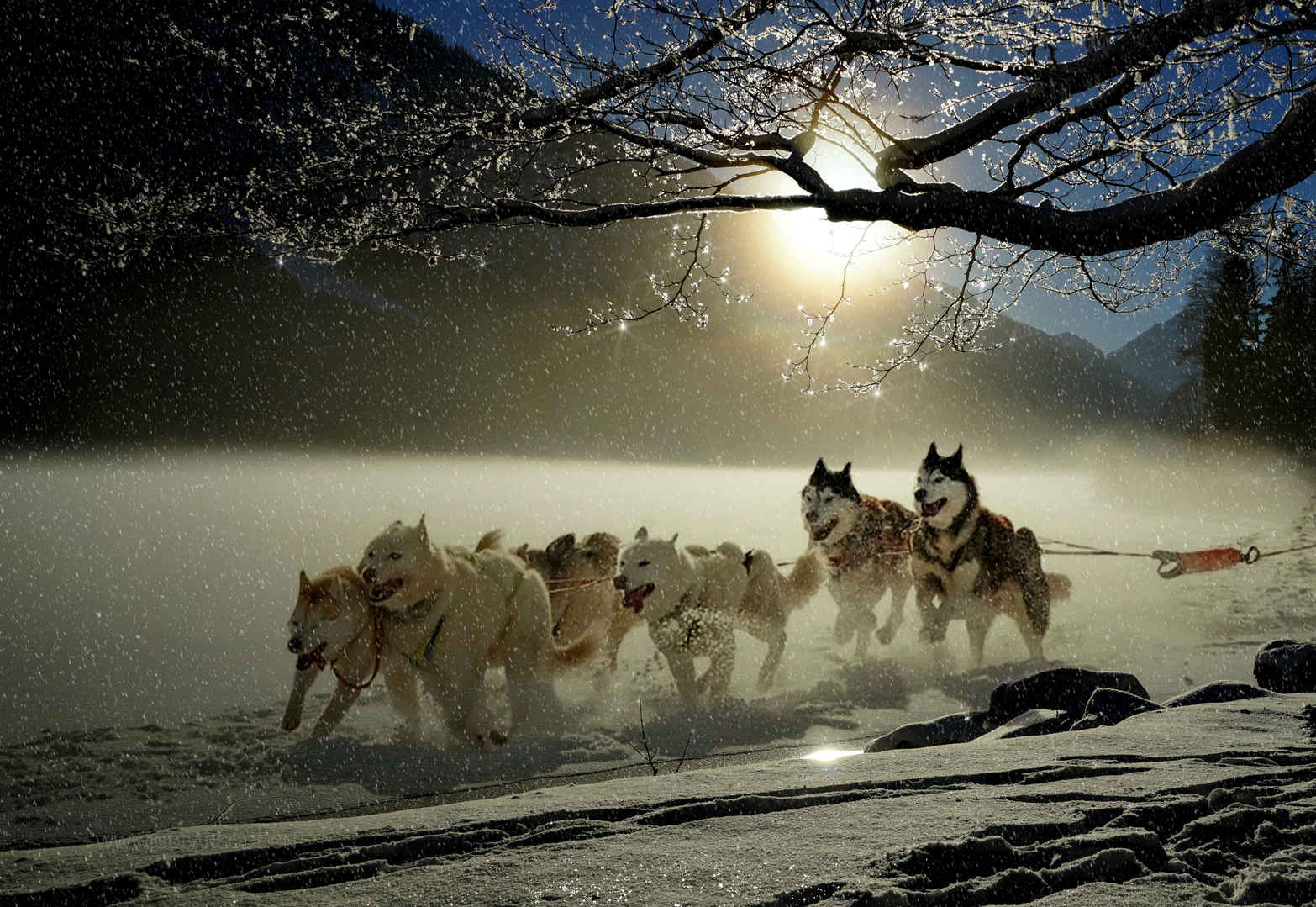 狗 哈士奇 冬天 寒冬 雪 雪橇狗赛跑 4K图片-