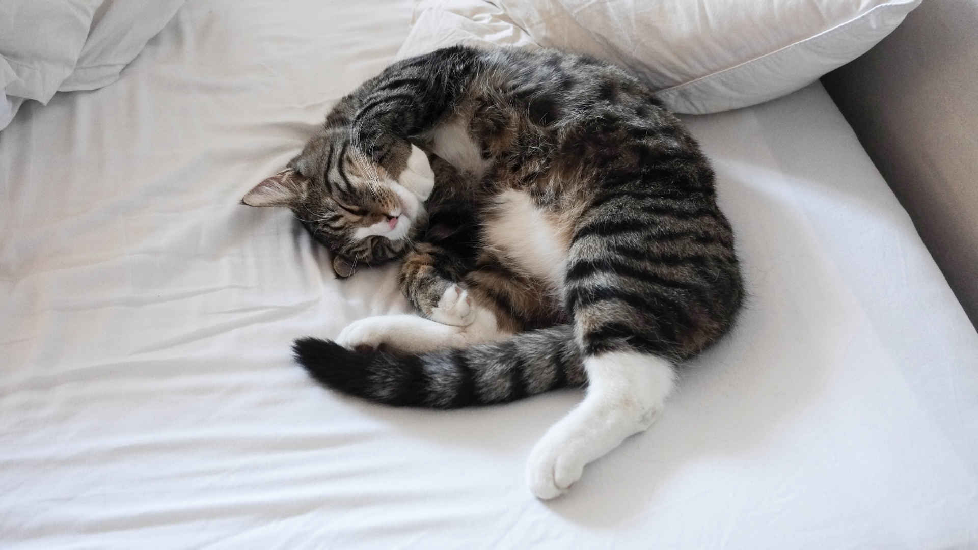 猫 床 睡眠 4K壁纸-