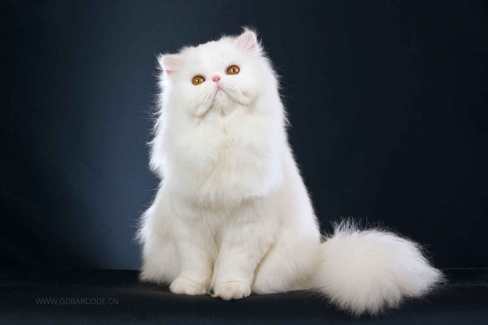 漂亮 小猫 白色波斯猫4K壁纸-