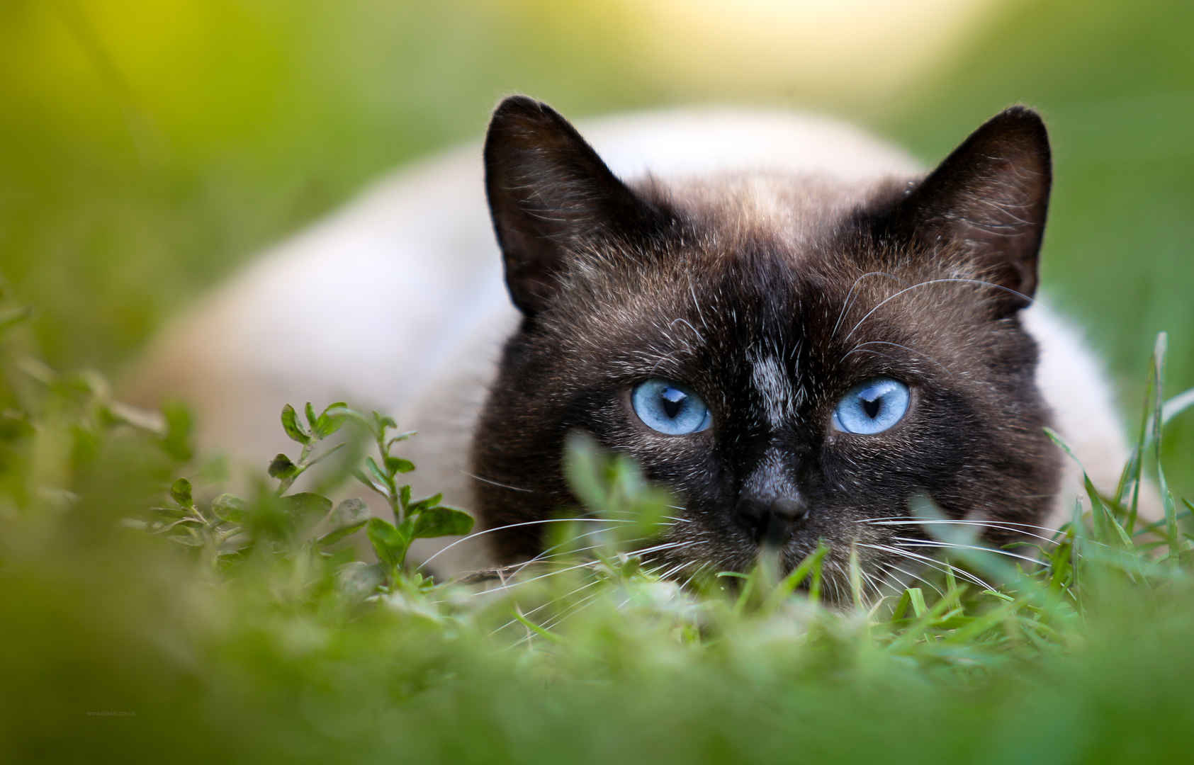 猫,绿色草地,蓝色眼睛的猫4K壁纸
