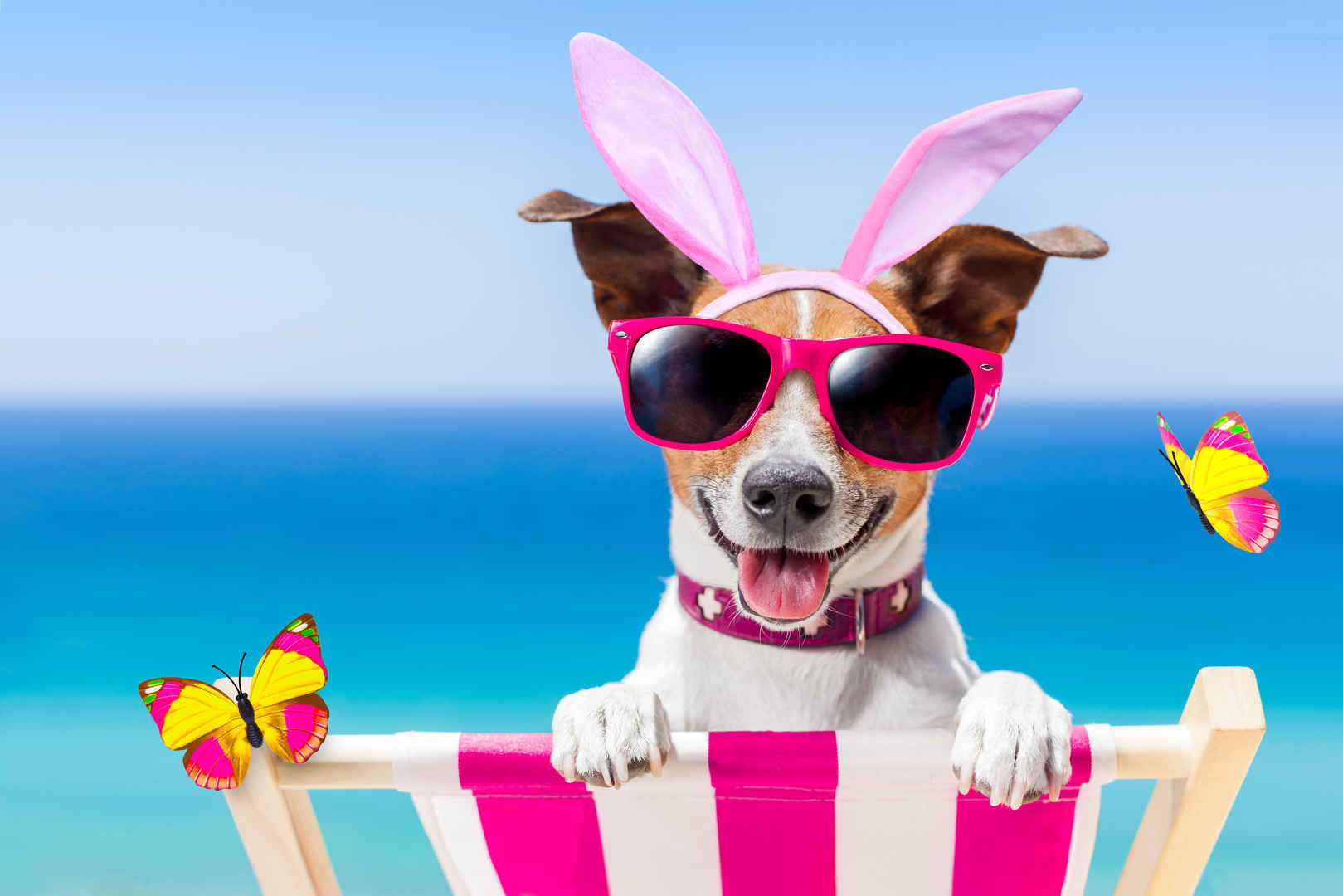 海滩 蝴蝶 太阳镜 兔耳朵 快乐的狗5K图片-