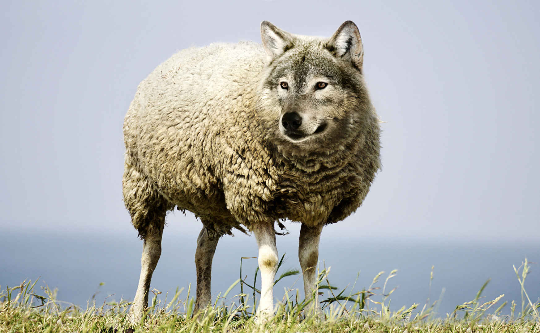 披着羊皮的狼 危险 4K 壁纸 素材-