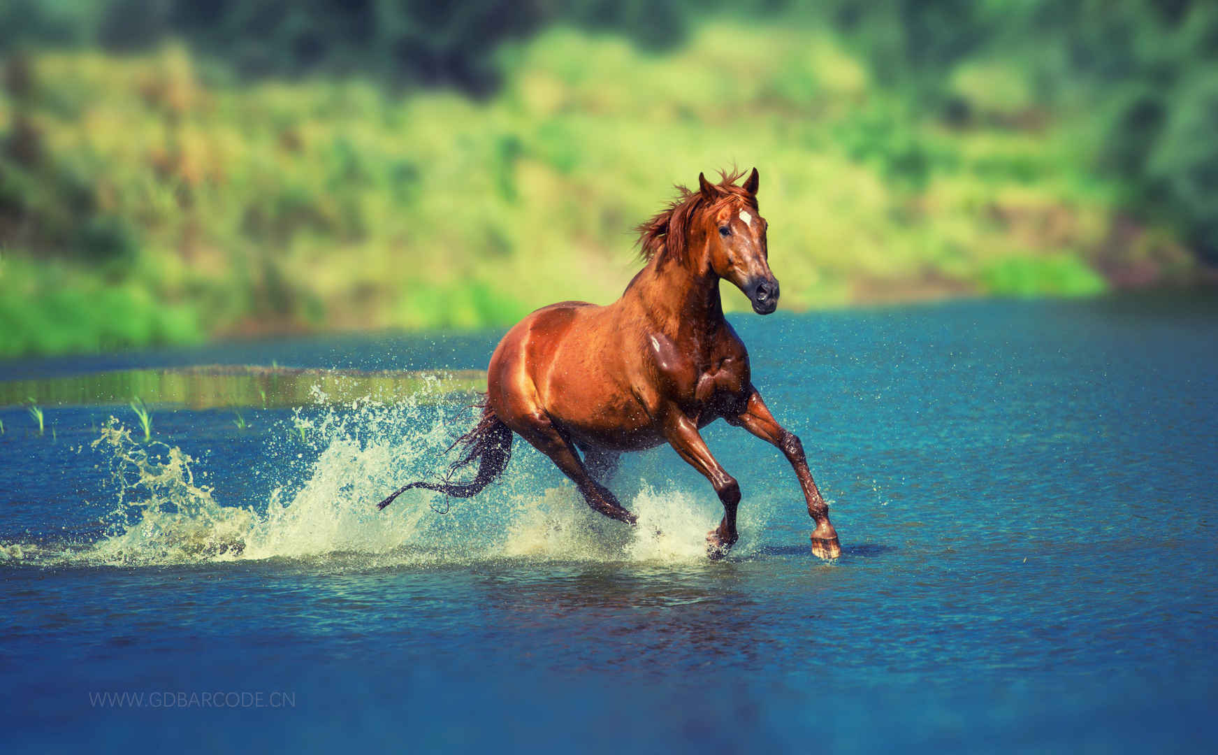河水,马儿跑步图片