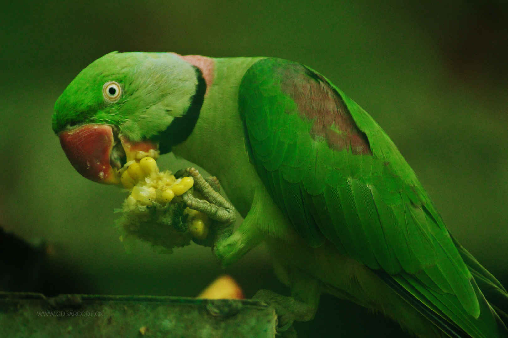 玫瑰环绕的鹦鹉 玉米 吃 绿色鹦鹉5K图片-