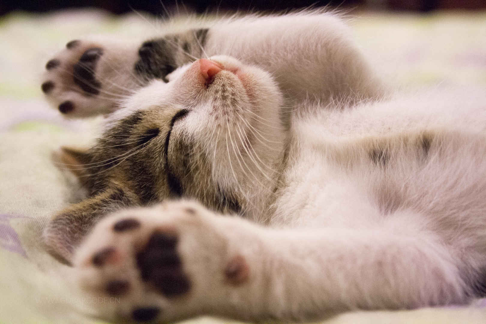小猫 可爱睡姿 4K壁纸-