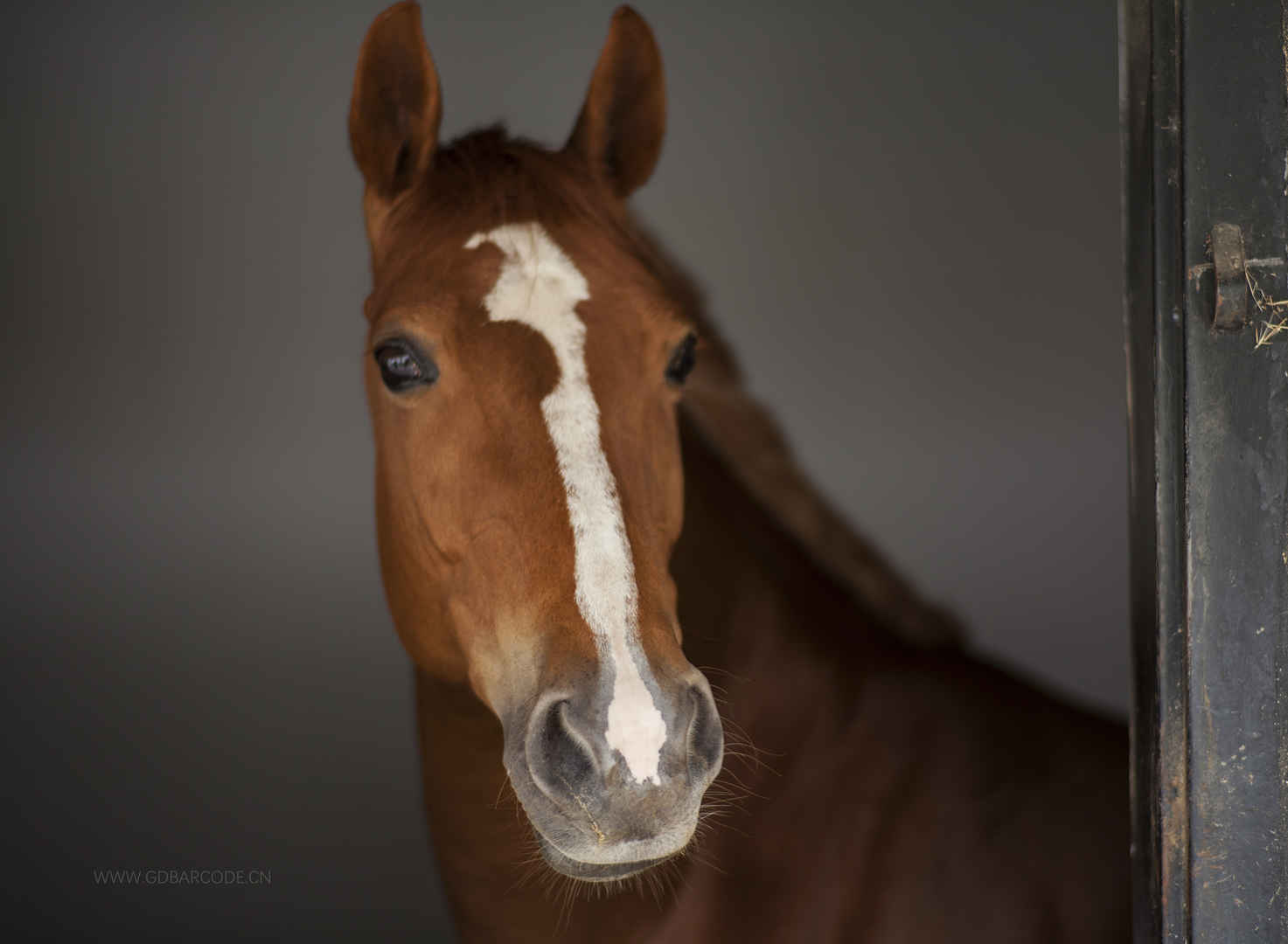 马 马头 动物 美丽眼睛 动物头 纯种马 鼻子 马4K壁纸-