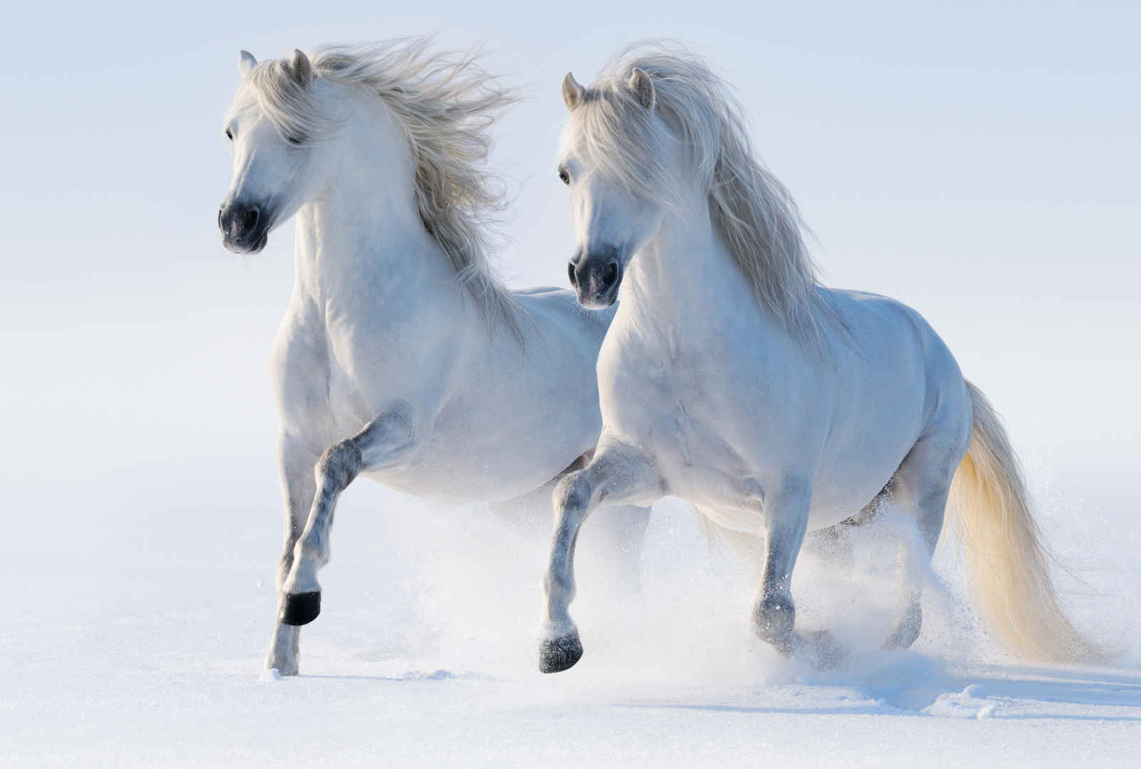 马 骏马 两只白马 跑步 步行 雪 冬天 6K壁纸-