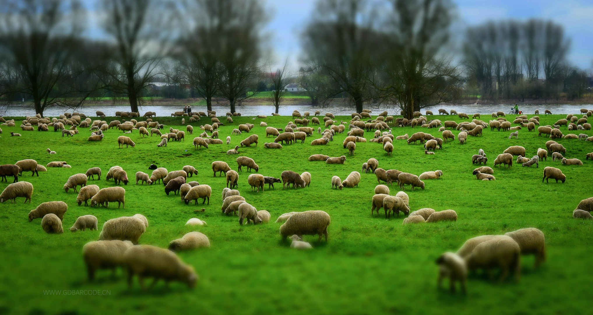 一群羊 羊群 羊毛 帽子 牧场 草地 羔羊 动物 5K壁纸-
