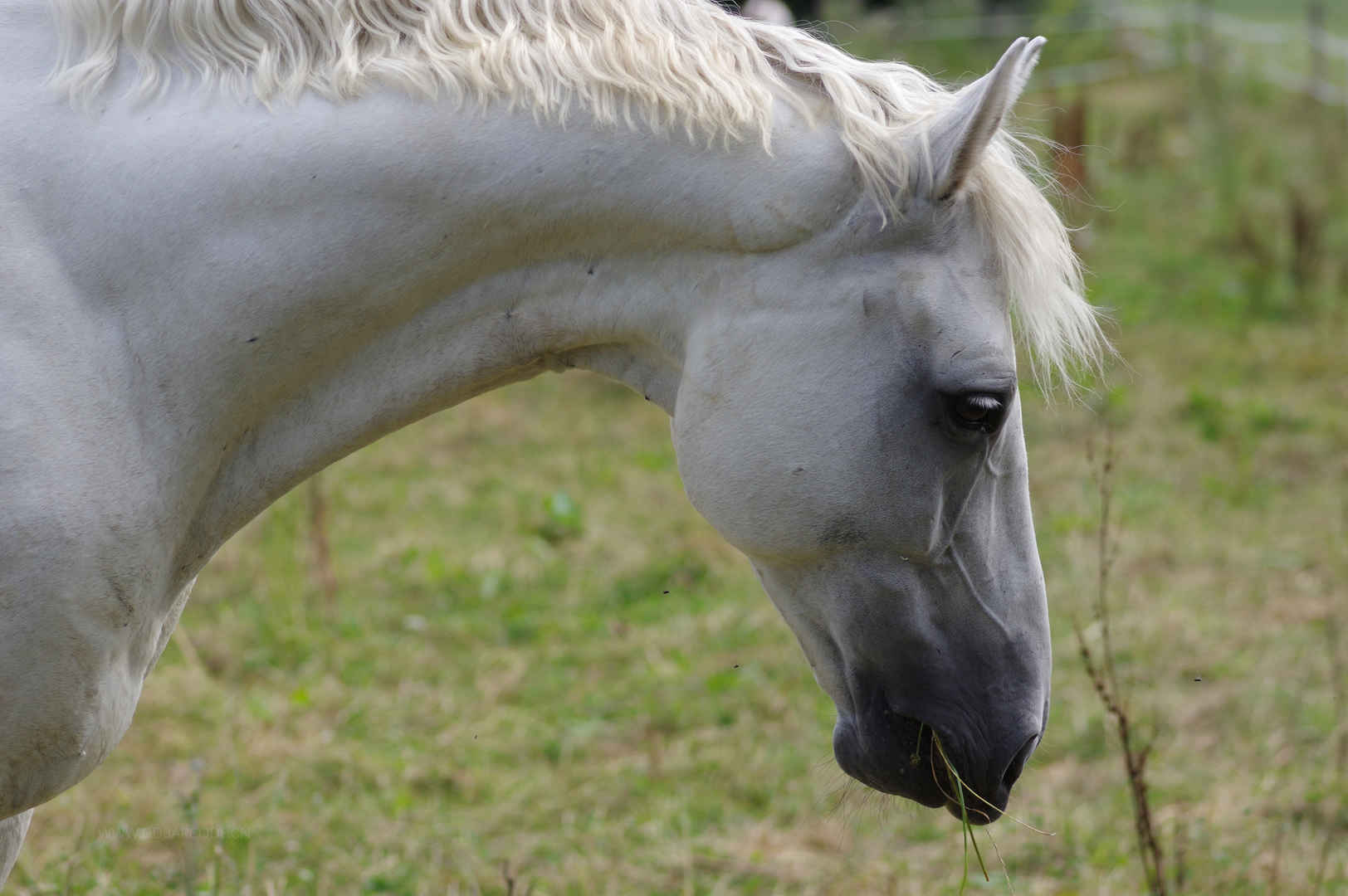 马 牧场 动物世界 马头 放牧 围场 草地 母马 吃草 白马6K壁纸-