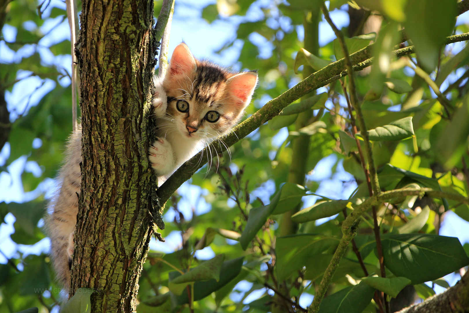 猫 树 绿色 夏天 动物 可爱的小猫 4K壁纸-