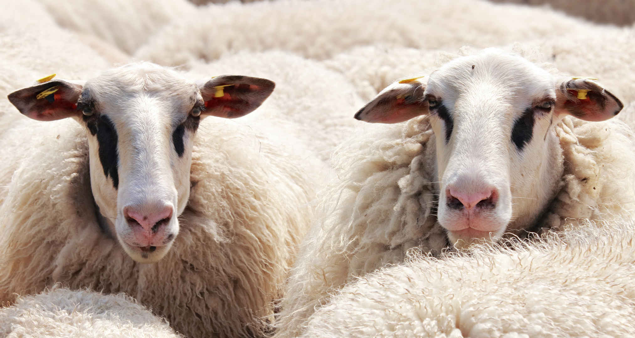 羊 羊群的羊 动物 羊毛 牧场 5K图片-