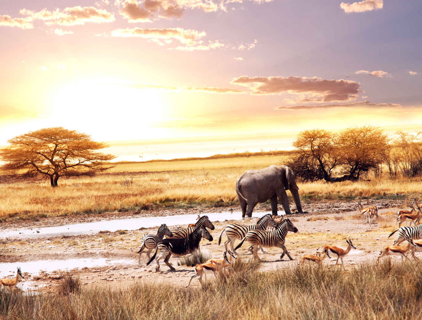 非洲 稀树 草原 动物 大象 斑马 鹿 8K动物图片-