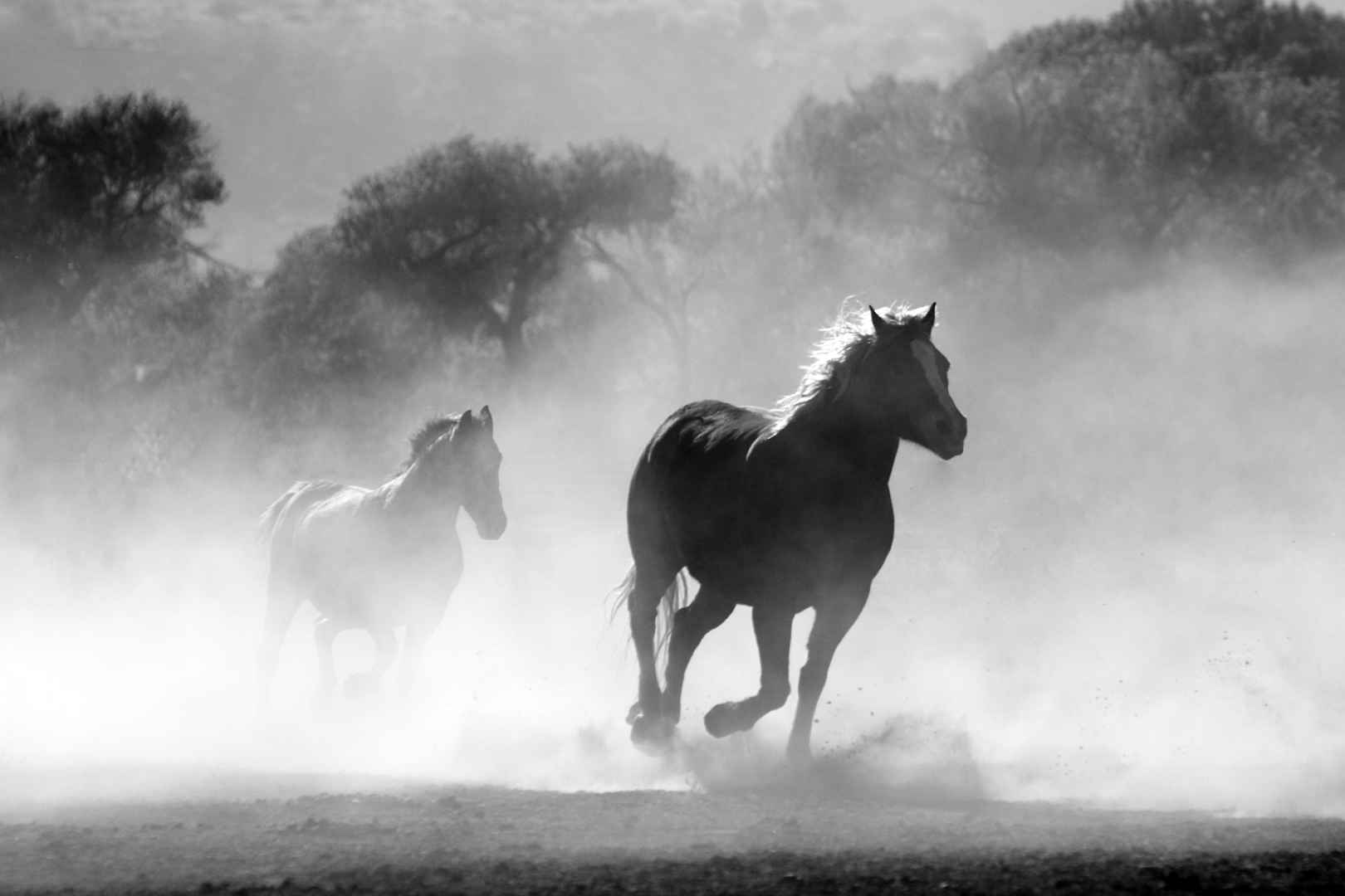 马群 雾 自然 野生 自由 奔跑 4K图片