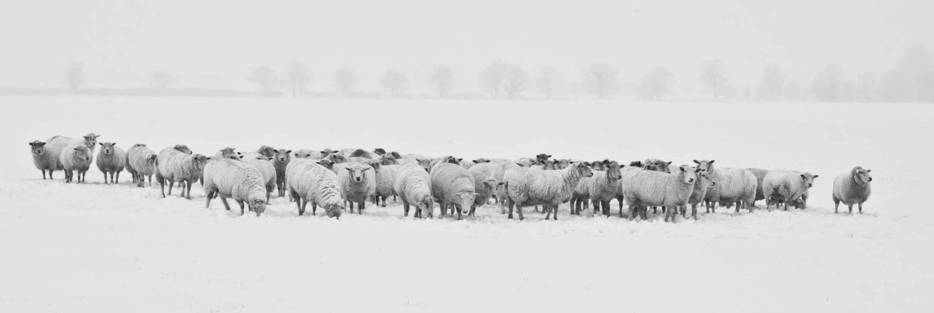 冬天 雪 羊 动物 8K图片-
