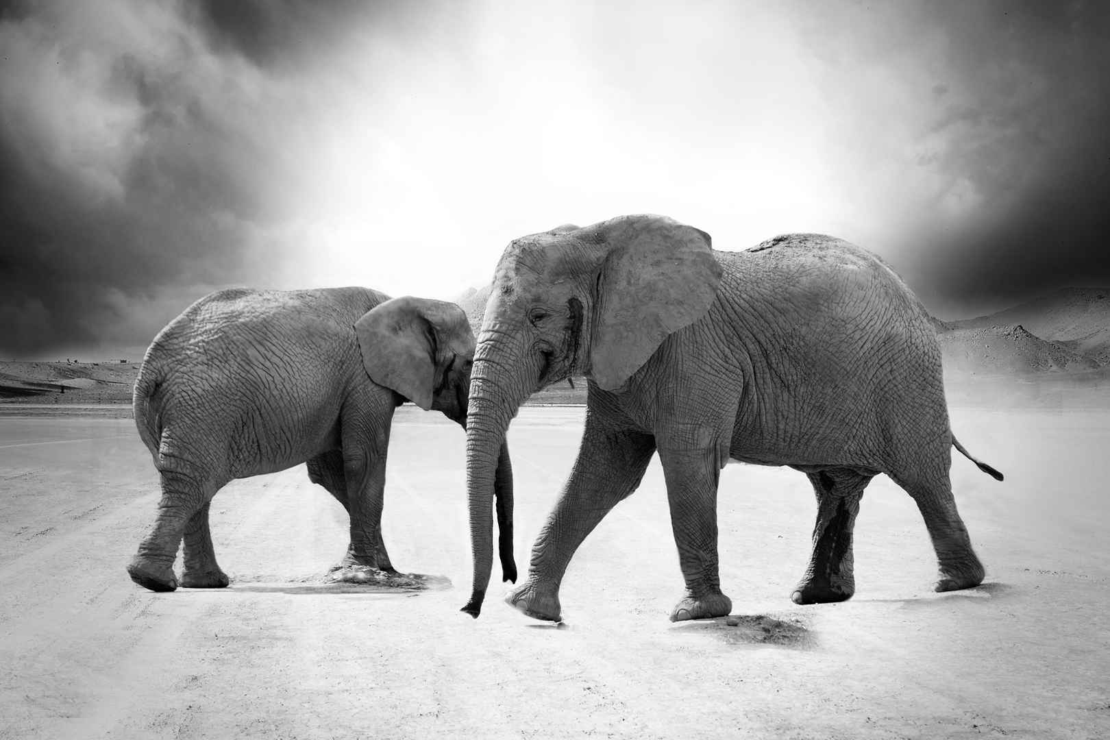 大象 象牙 动物 非洲 野生动物园 4K壁纸-