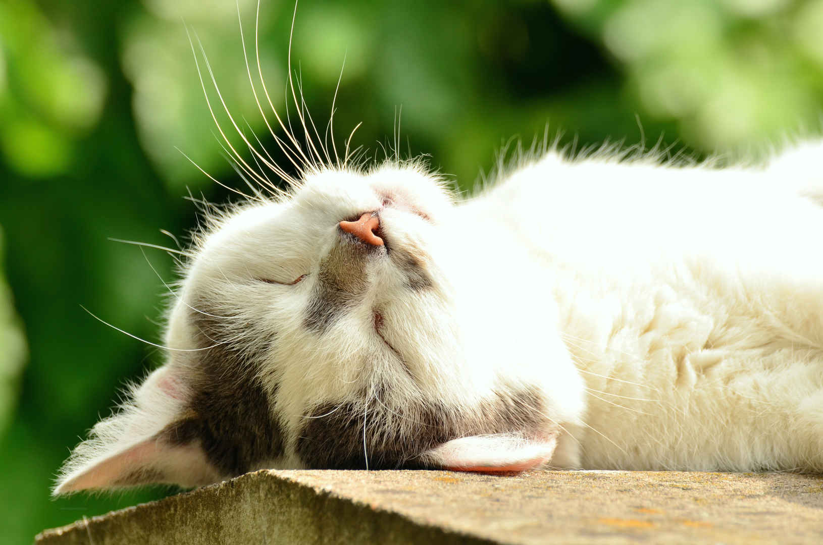 猫 猫脸 睡眠 白色的猫4K壁纸-