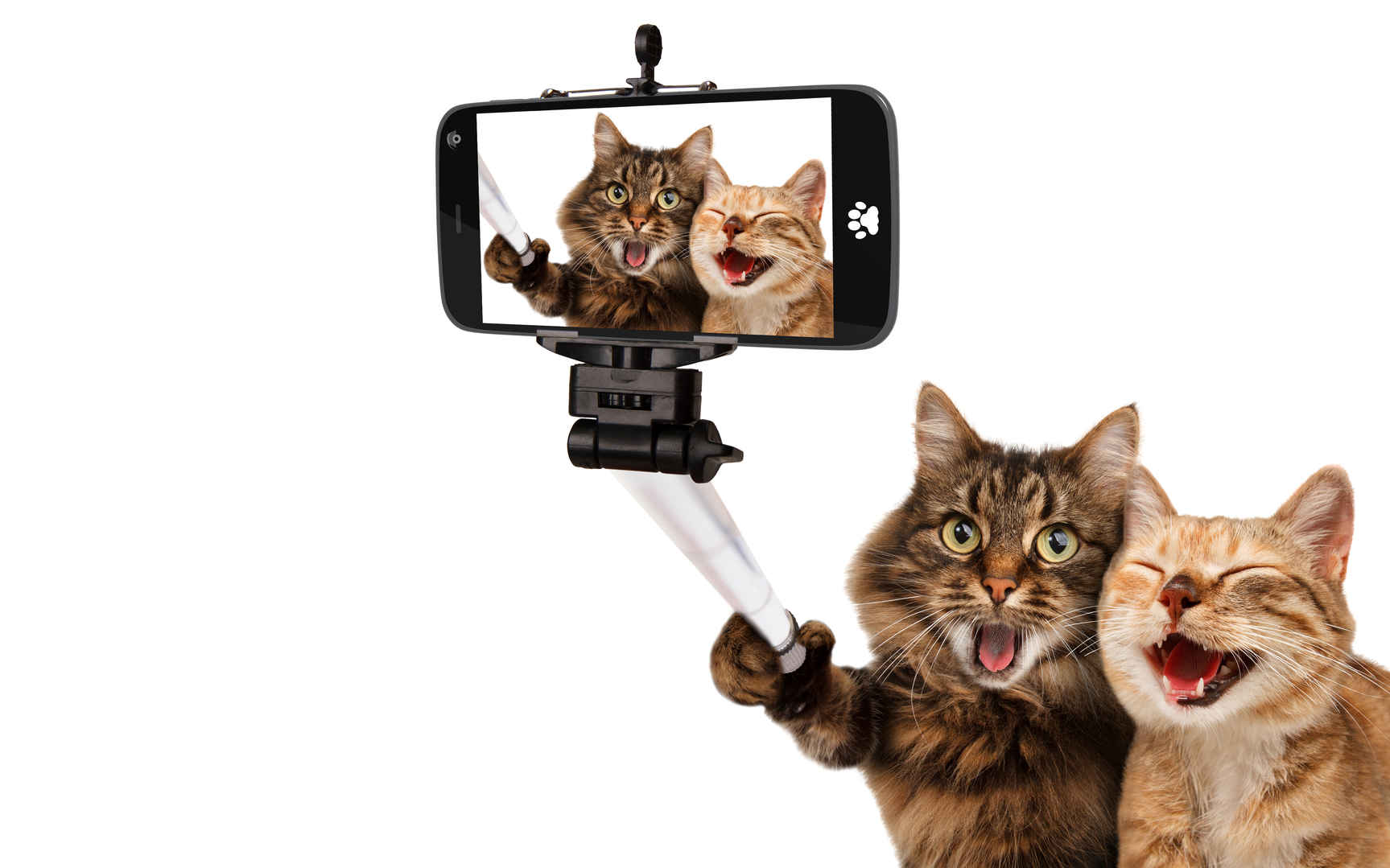 猫,聪明的猫,自拍的可爱照片 6K壁纸