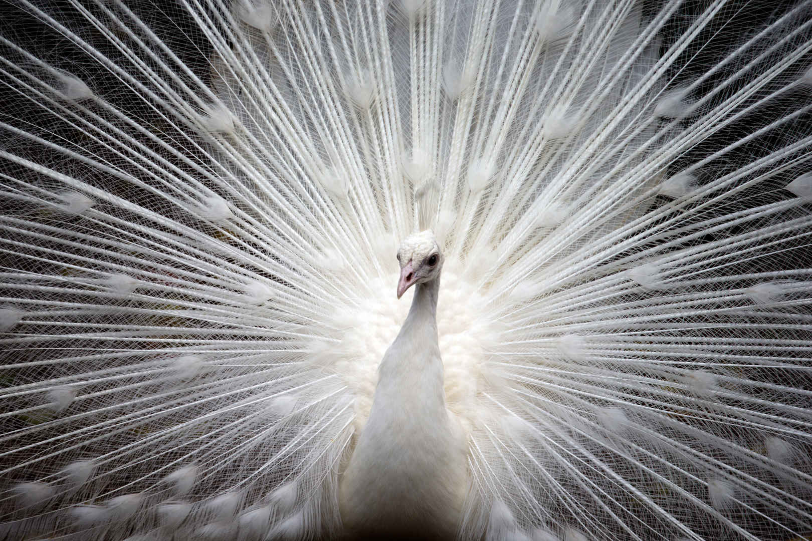 孔雀 白羽毛 自然 美丽 羽毛 充满活力 优雅 5K图片-