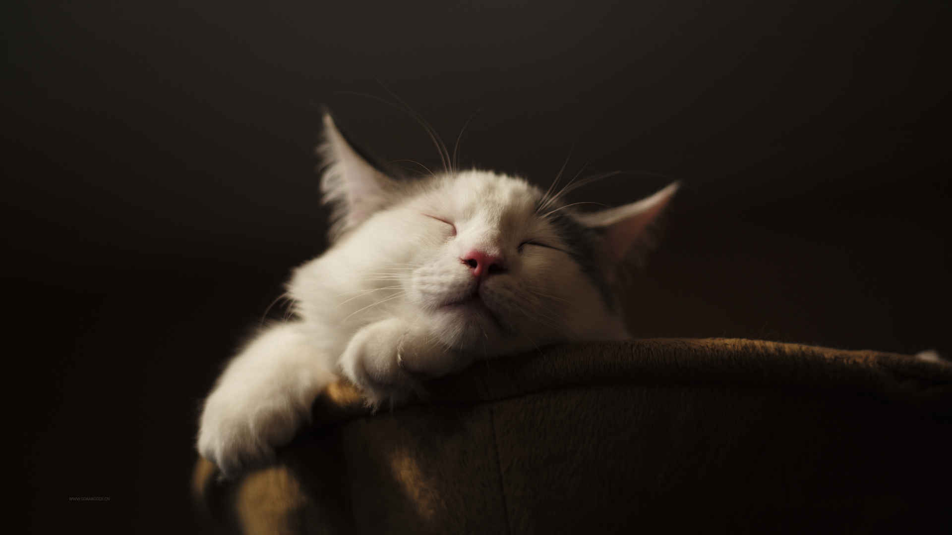 猫 休息 睡眠 猫4K壁纸-