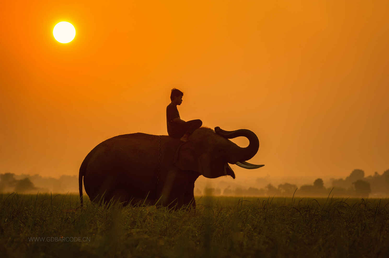 非洲 非洲人 大象 动物 麦田 4K图片-