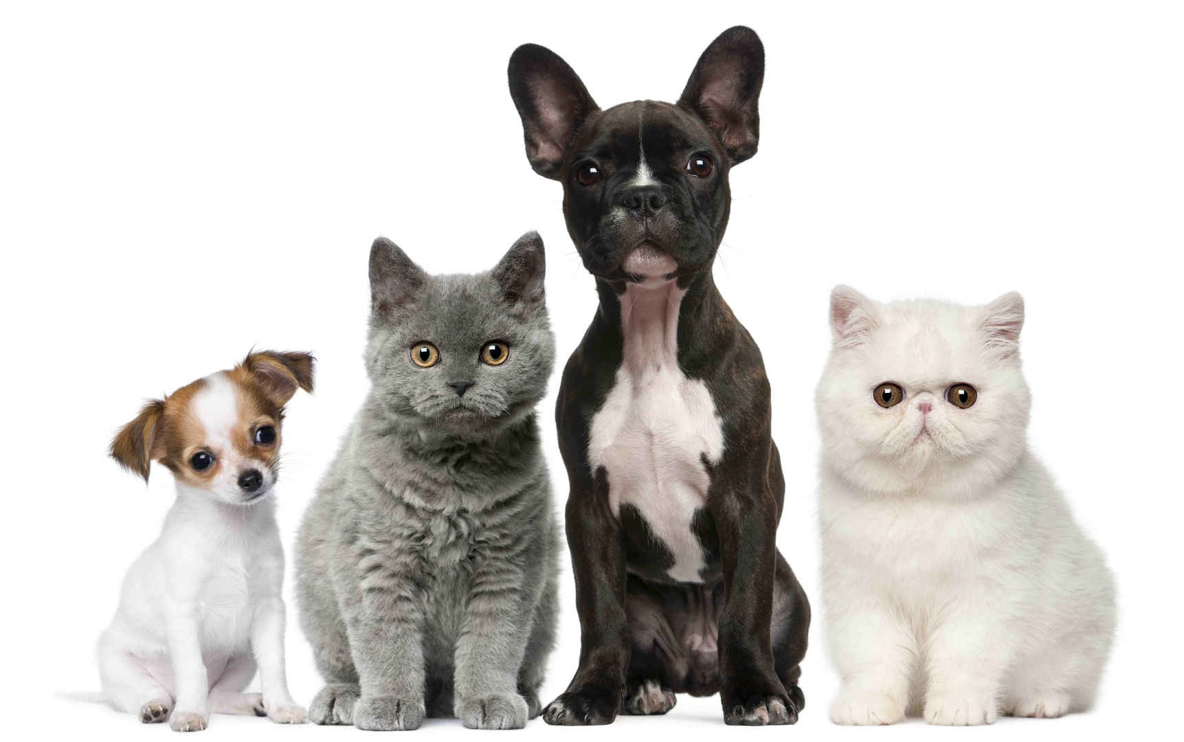 动物 猫和狗 8K壁纸-