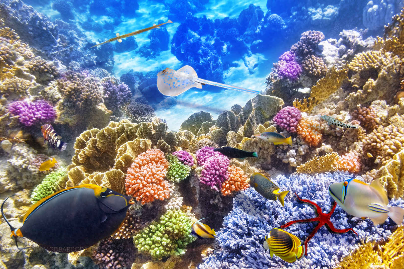 海底世界 珊瑚礁 4K壁纸-