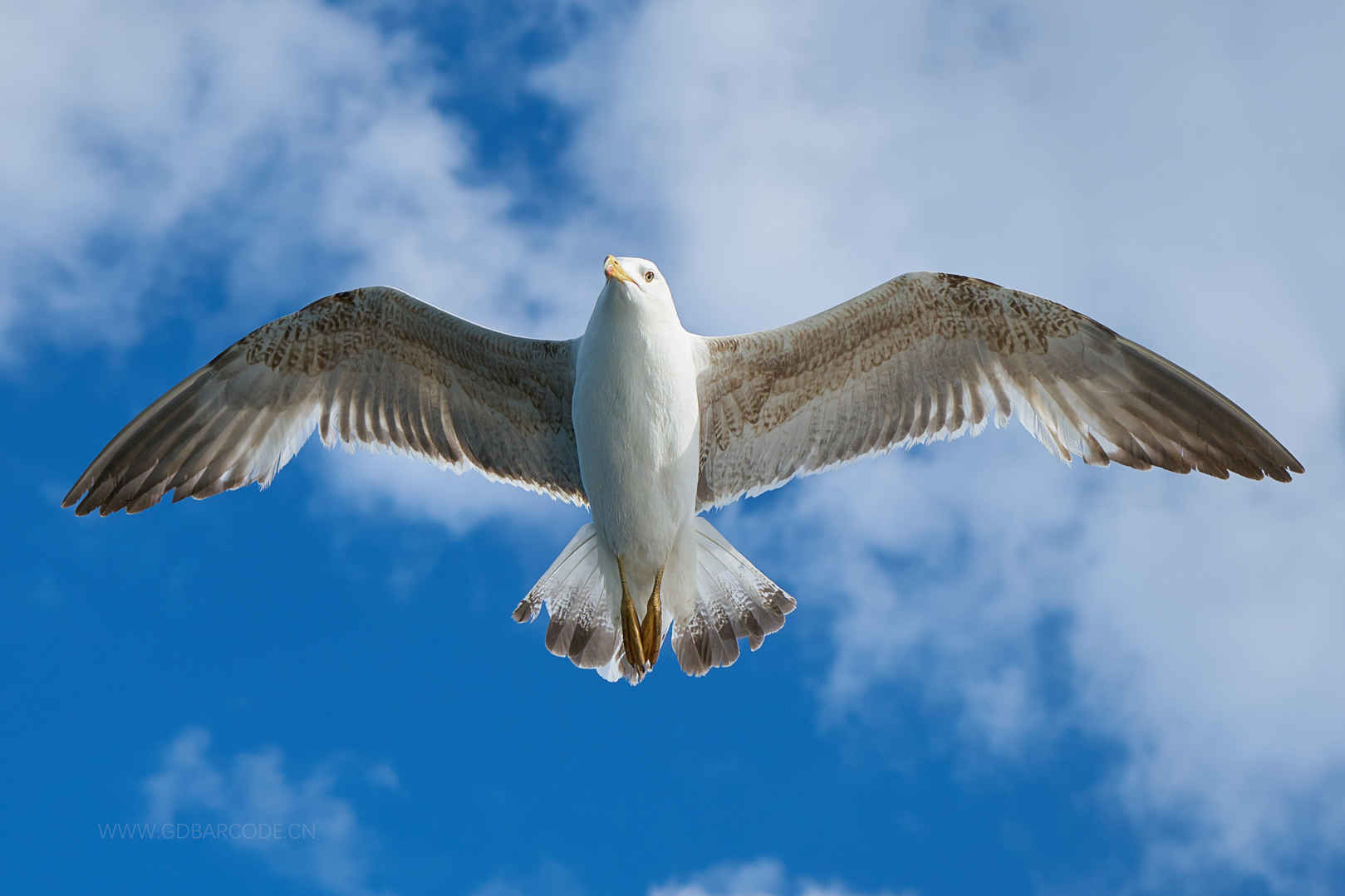 海鸥 鸟 飞 自由 翅膀 天空 4K壁纸