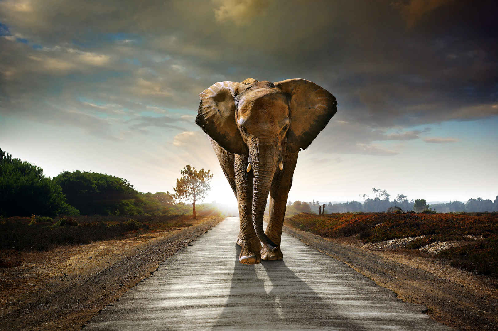 大象 非洲象 公路 行走 4K壁纸-