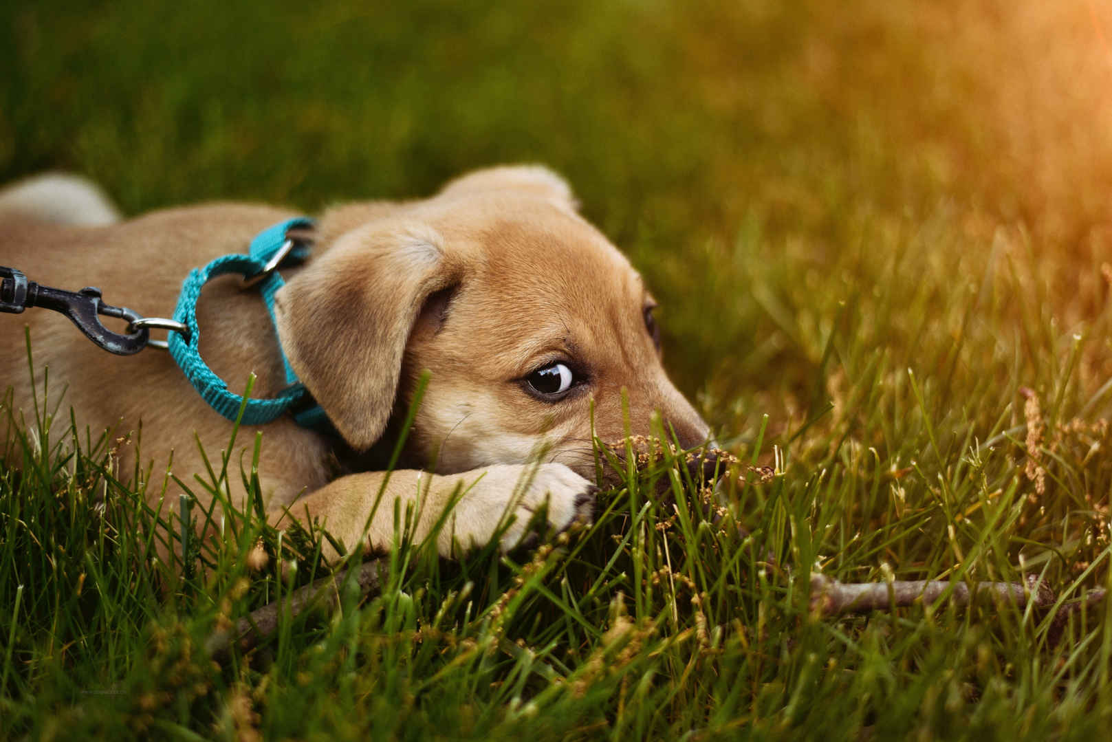 草地上可爱的小狗4K壁纸-