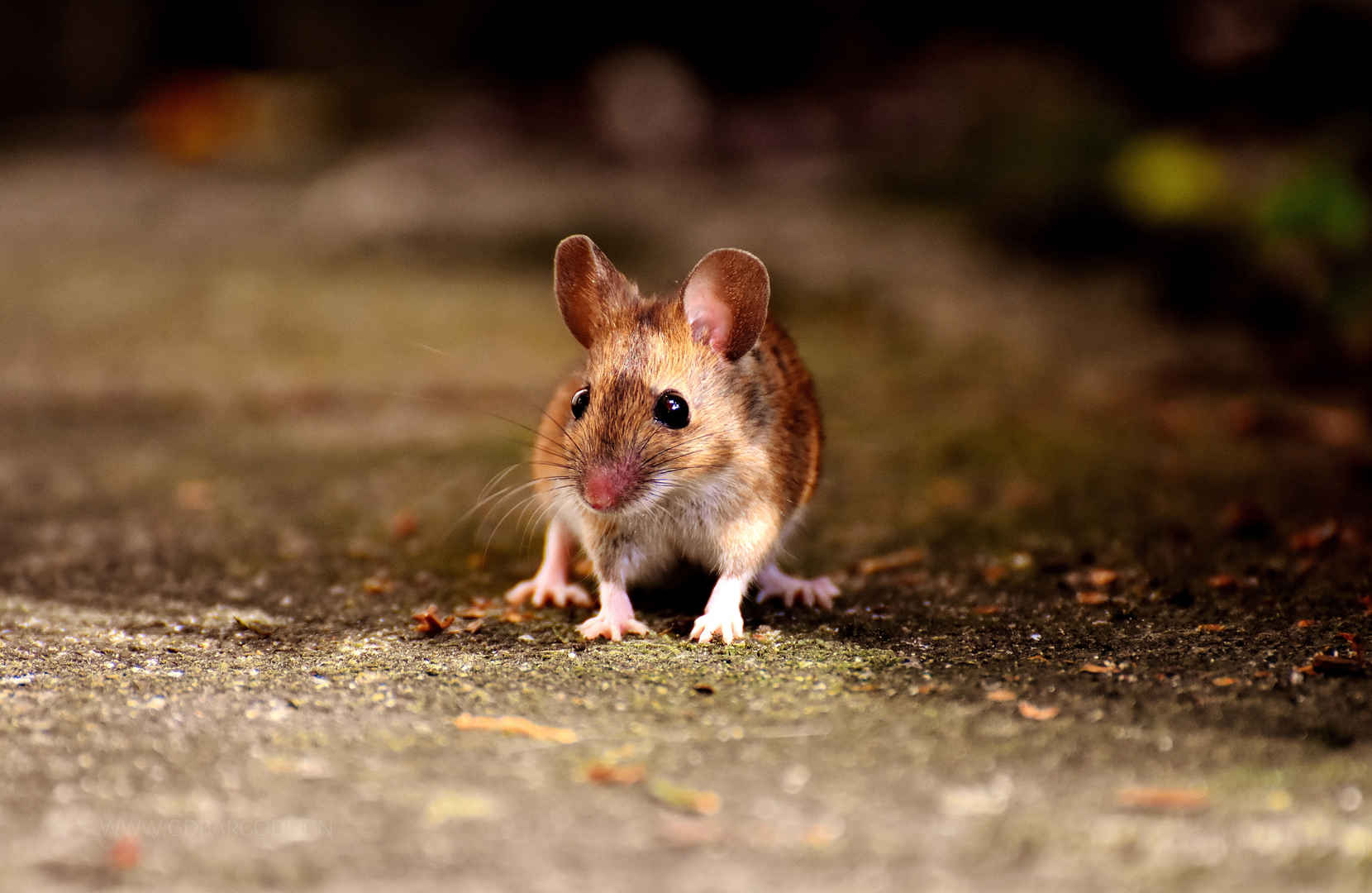 可爱老鼠4K摄影图片-
