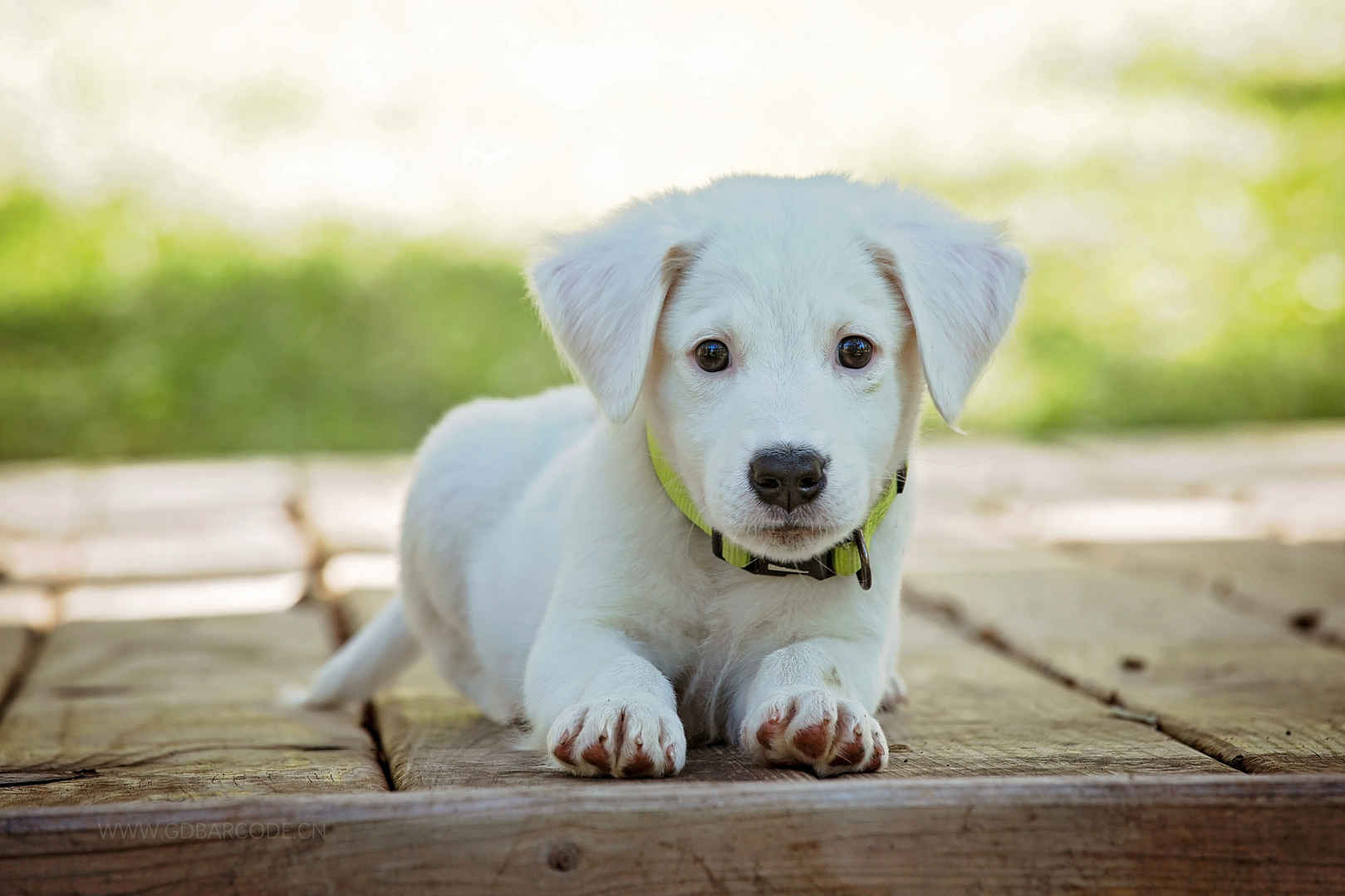 小狗 可爱 白色可爱的狗宝宝4K壁纸-