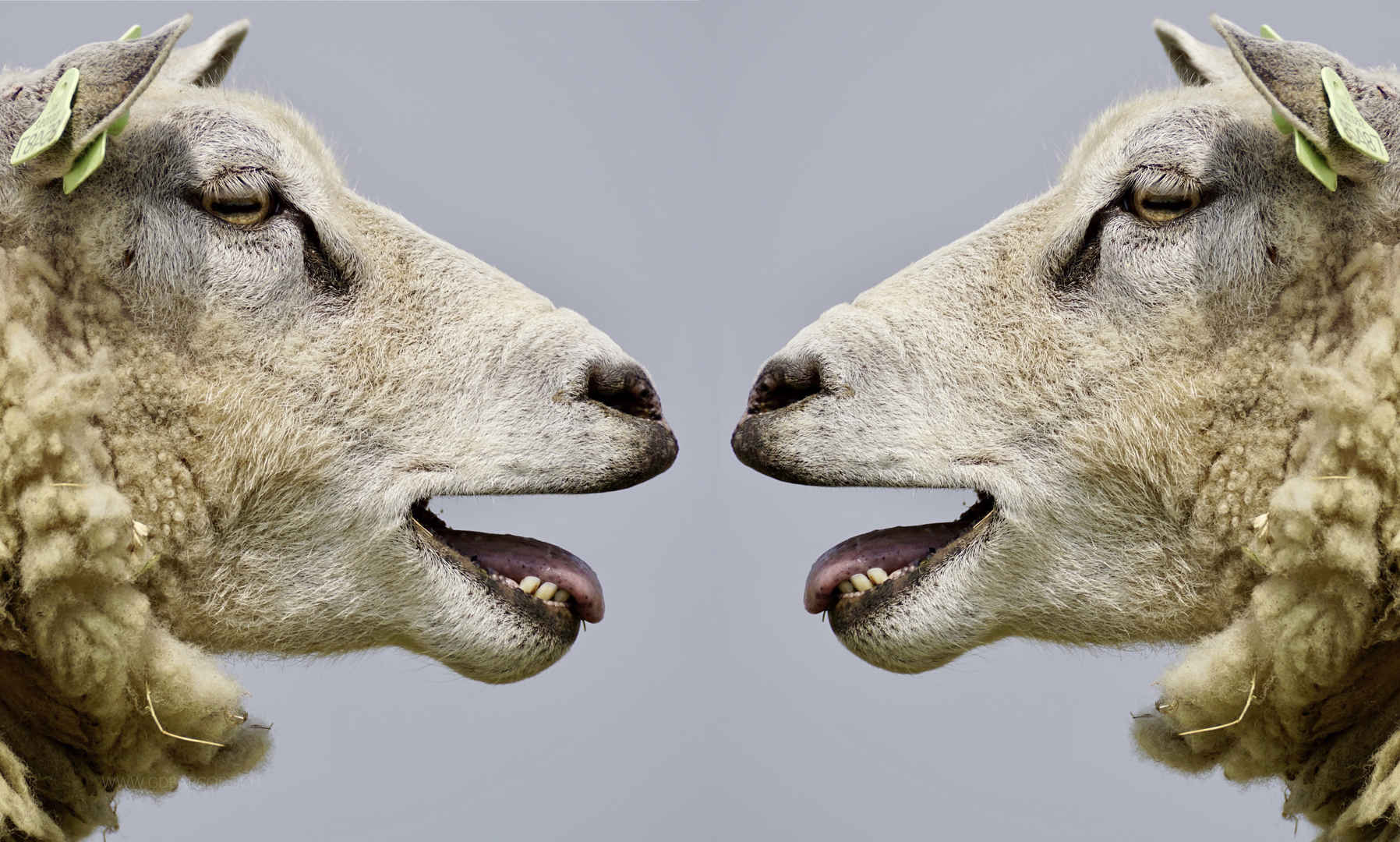 羊 交流 谈话 有趣的 搞笑 6K动物图片-