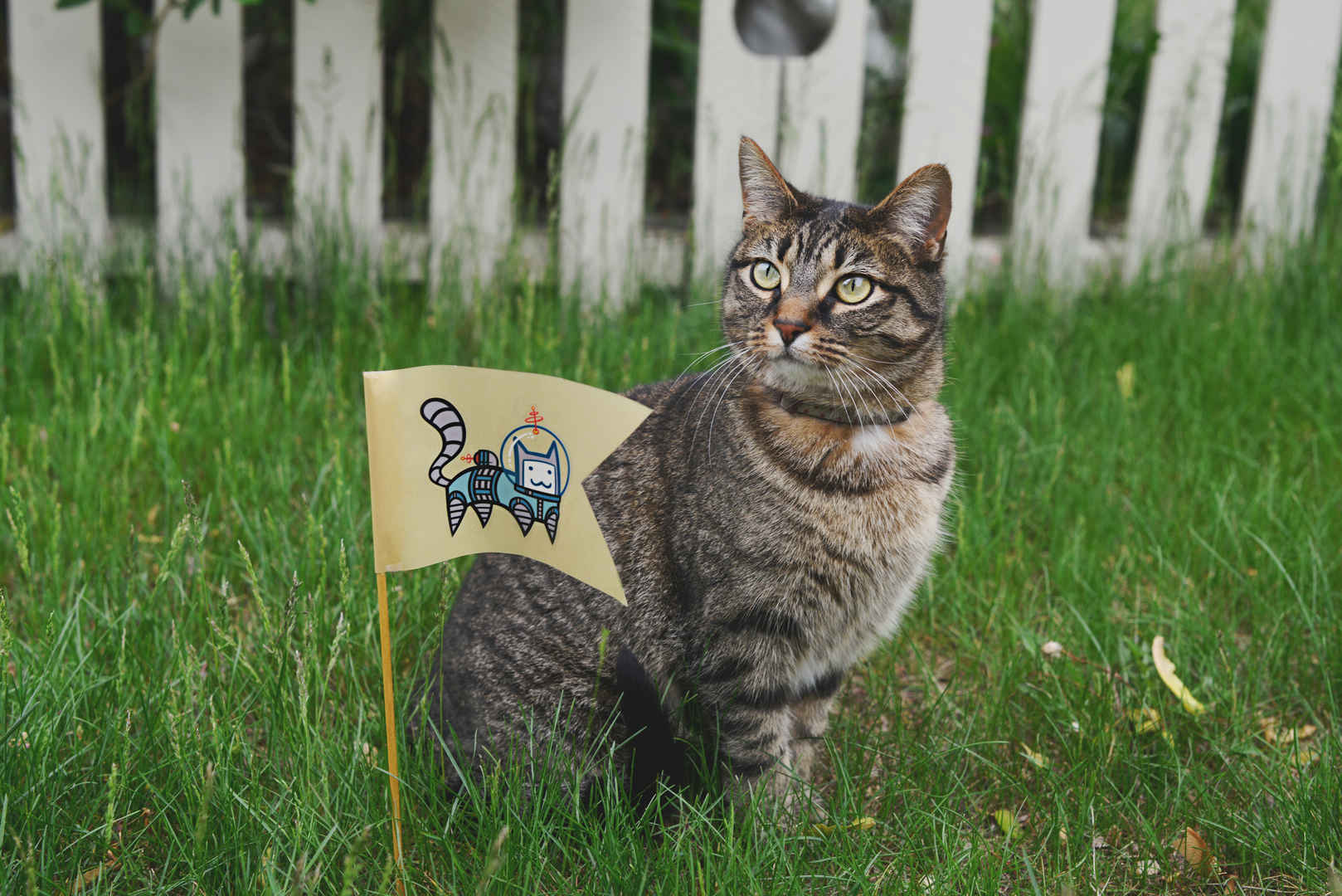 小旗 贴纸 猫咪 4K图片