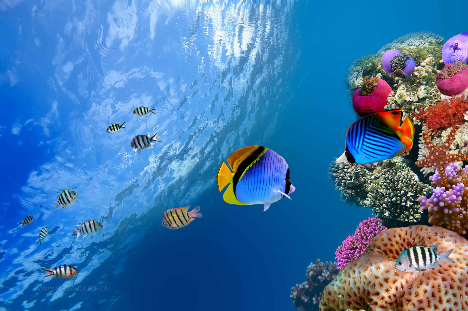 海洋 鱼 水下 珊瑚 海底世界4K壁纸-