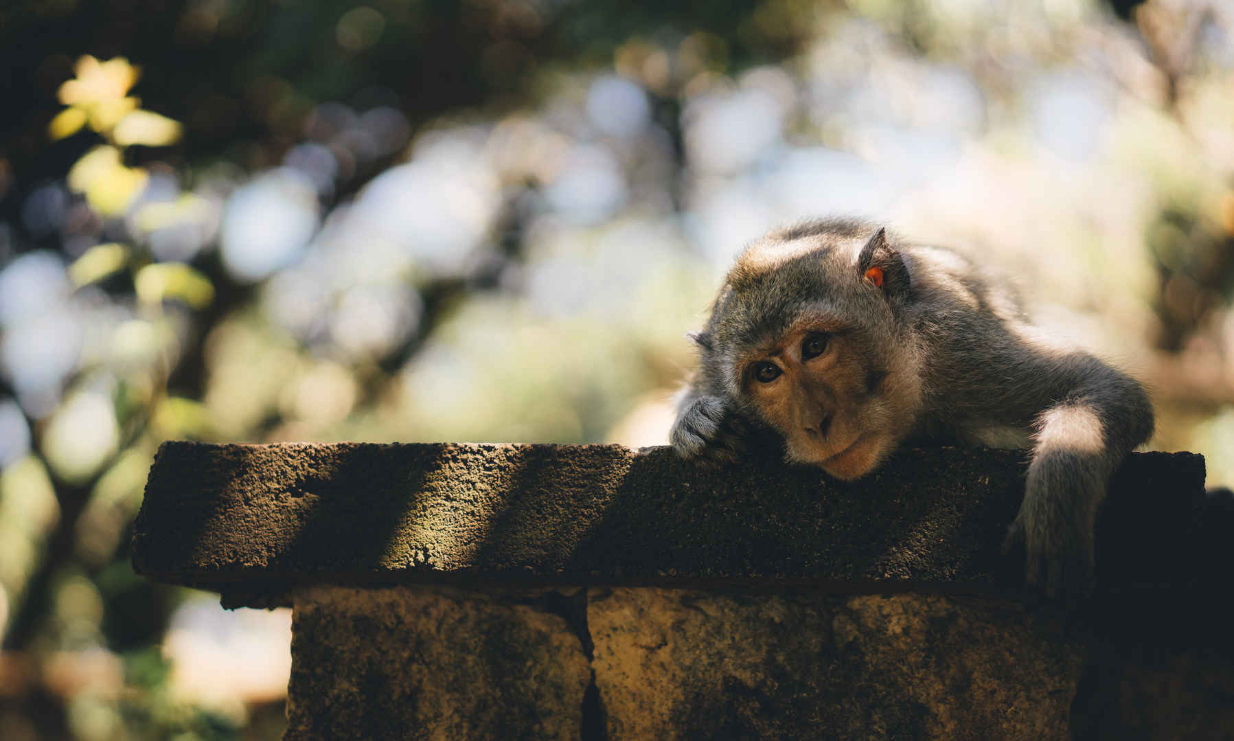 可爱猴子唯美4K摄影图片-