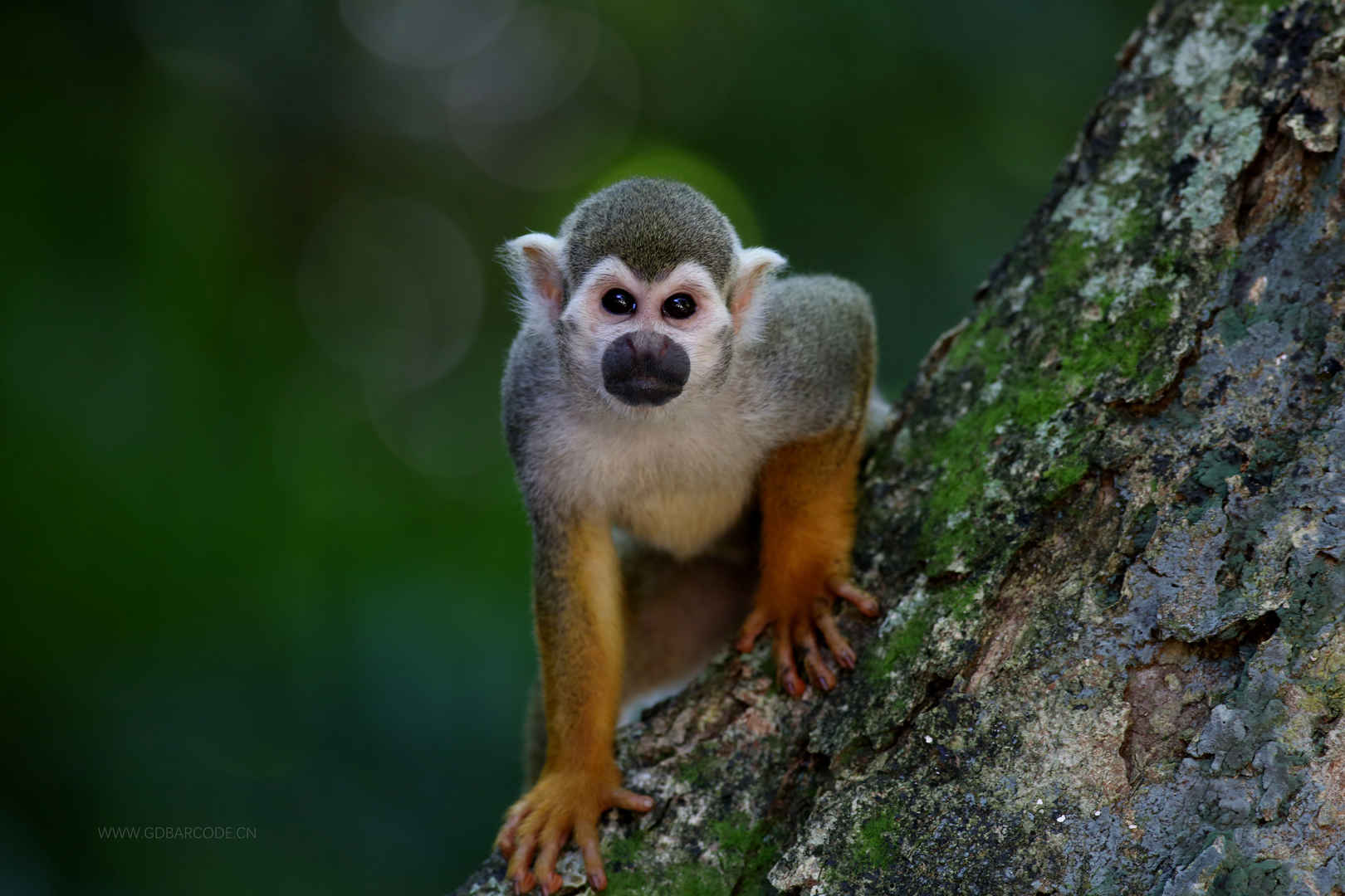 在树中的猴子 自然栖息地-