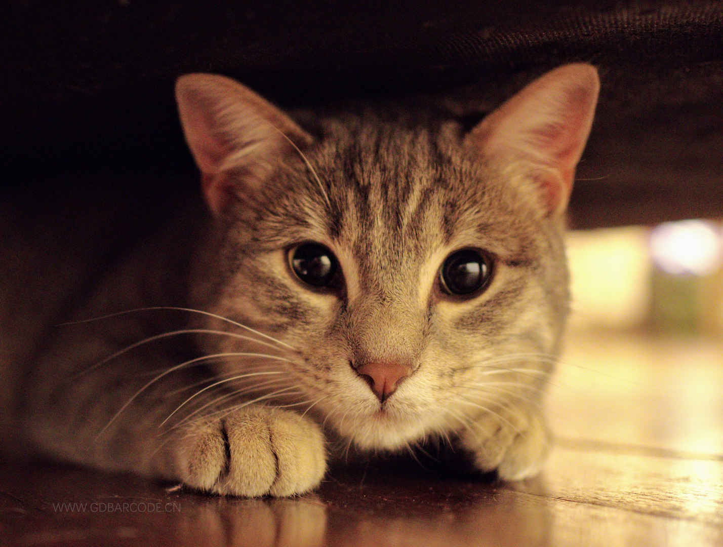 灰色的猫 猫的眼睛 年轻的猫 虎斑猫4K图片壁纸-