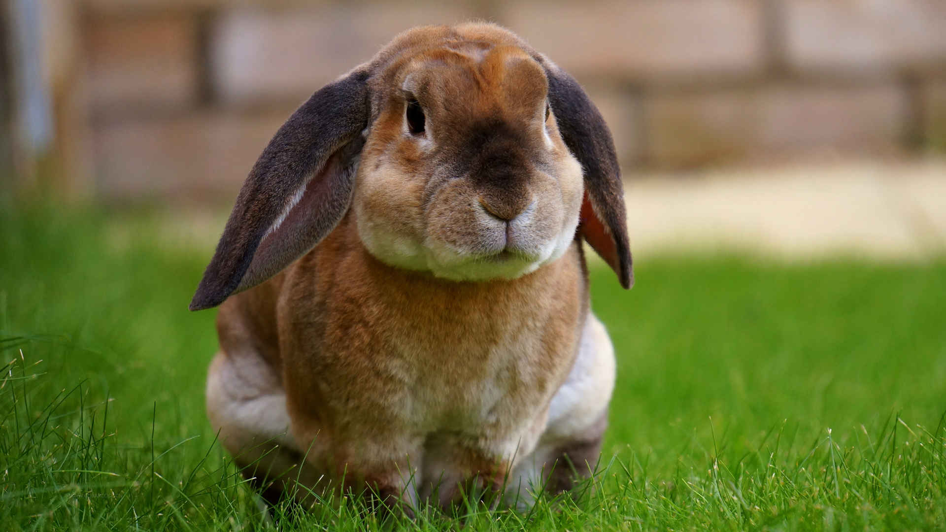 可爱兔子坐在草地上4k壁纸-