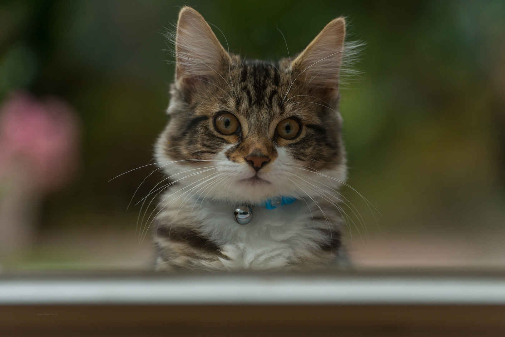 可爱的小猫照片4K壁纸-