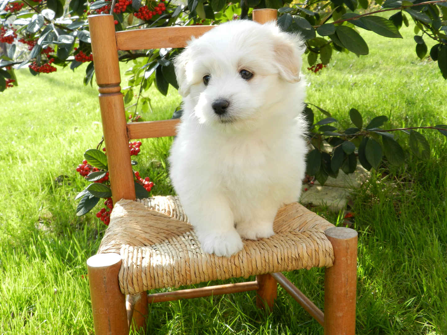 椅子上的小狗4k壁纸-