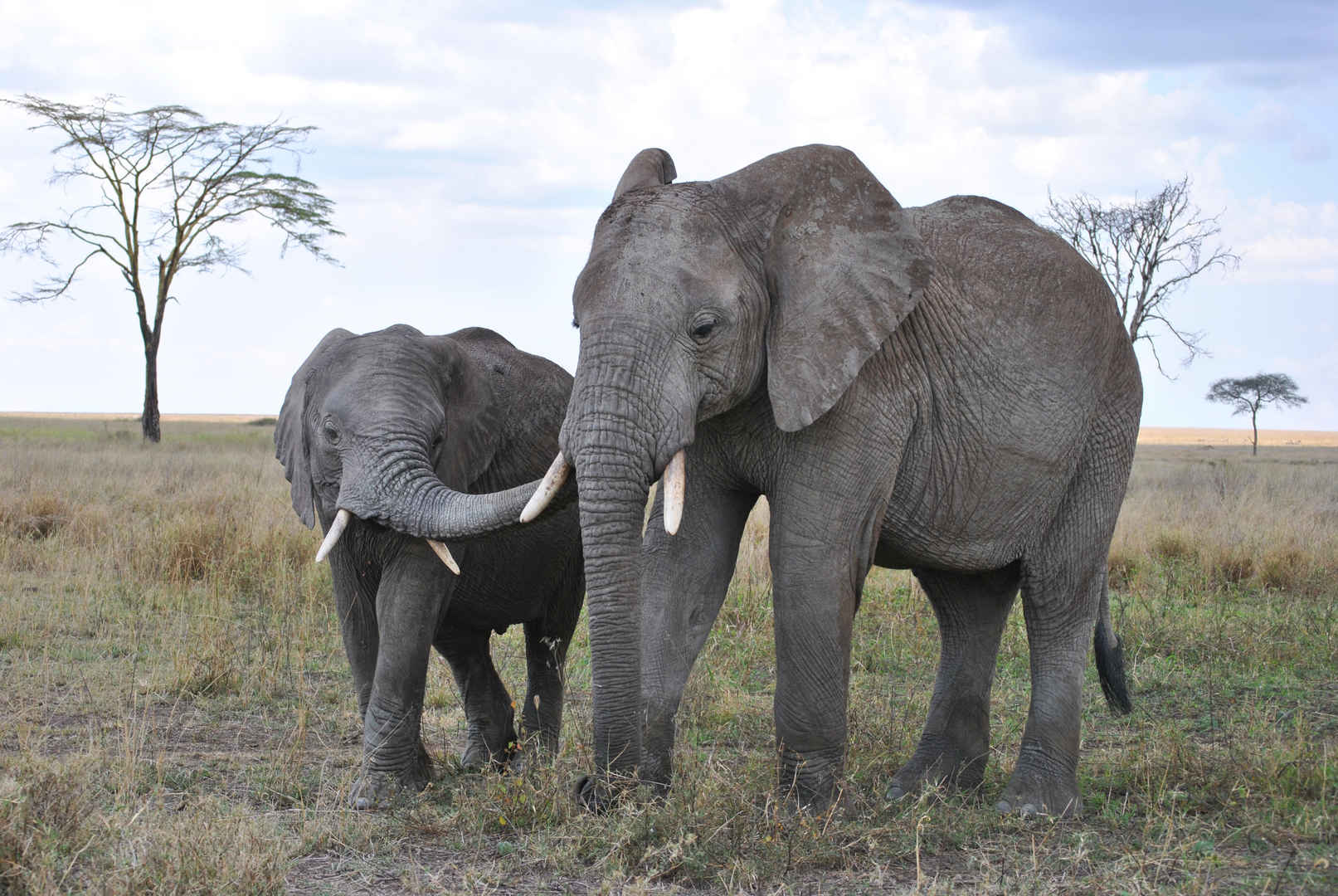 非洲大象4k图片-